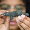 Schleich Wildlife Platypus Figure 14840