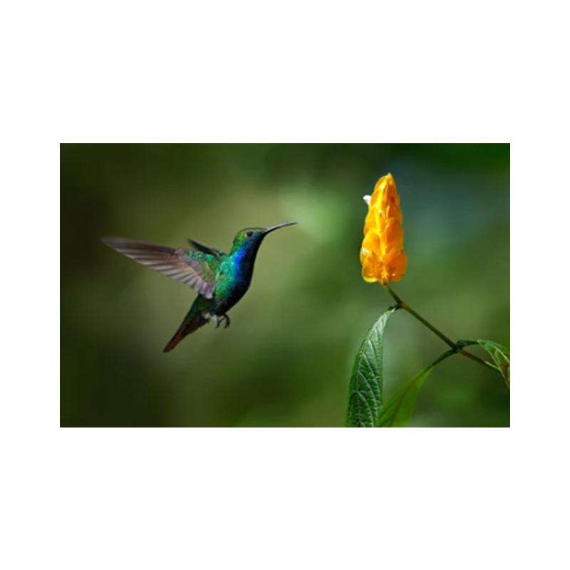 Posters and Prints with Hummingbird, Canvas Painting, Birds, Animals, Cuadros, Wall Art Paintings for the Living Room, Modern Home Decor,