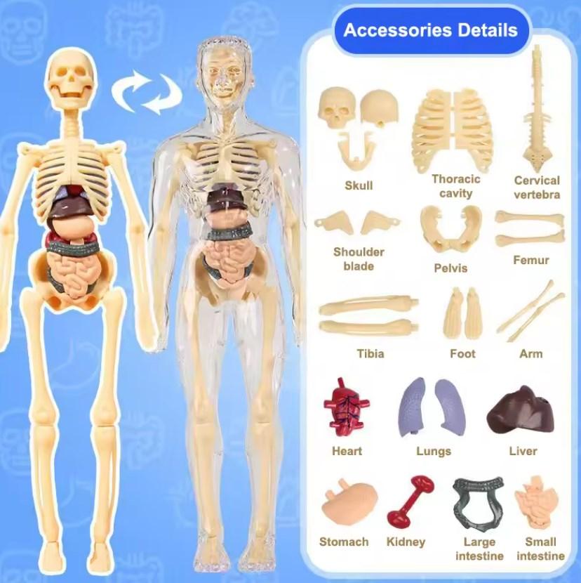 

3D Human Body Torso Model For Kid Anatomy Skeleton Removable Simulation Organ and Skeleton Detachable Bone Body Education Model