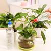 4Pcs Home Gardening Plants Mini Sprinkler Sprayer Bottle Waterer Accessories