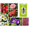 SLIMMING CHINESE GREEN TEA HERBAL 50 Sachets