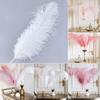 High-Quality Ostrich Feathers for Crafts and Wedding Decorations (15-80 Cm)