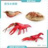 Simulation Of Marine Animal Crayfish Growth Cycle Model Crayfish Growth Process Static Ornament