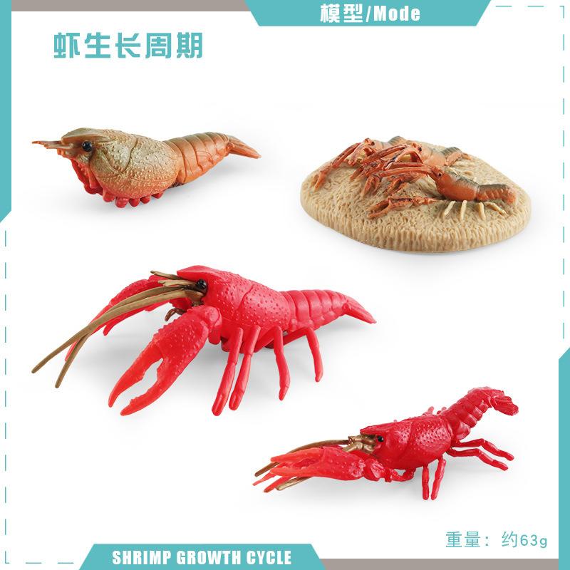 Simulation Of Marine Animal Crayfish Growth Cycle Model Crayfish Growth Process Static Ornament
