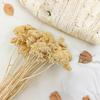 Getrocknetes Schafgarbenkraut - (Schafgarbe) - Gebleicht