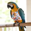 Parrot Flight Suit Floral Pattern Bird Harness Parrot Clothes with Flying Leash for Safe Outdoor Walks Cockatiel Lovebird Use