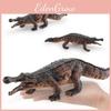 Sarcosuchus Ancient Amphibian Model For Kids Learning Pvc Figurine