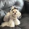 Puppy Tulip Sweater Teddy Winter Warm Clothes Bichon Frise Sweet Knit Trendy Dog Pullover Pet Supplies