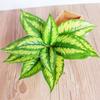 1Pc Simulation Plant Artificial Silk Leaves Turtle Leaf DIY Wall Accessories Home Garden Decoration