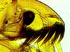 Mikroskop Delta Optical BioLight 300