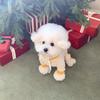 Pet hooded four-legged clothing for small dogs, new autumn style