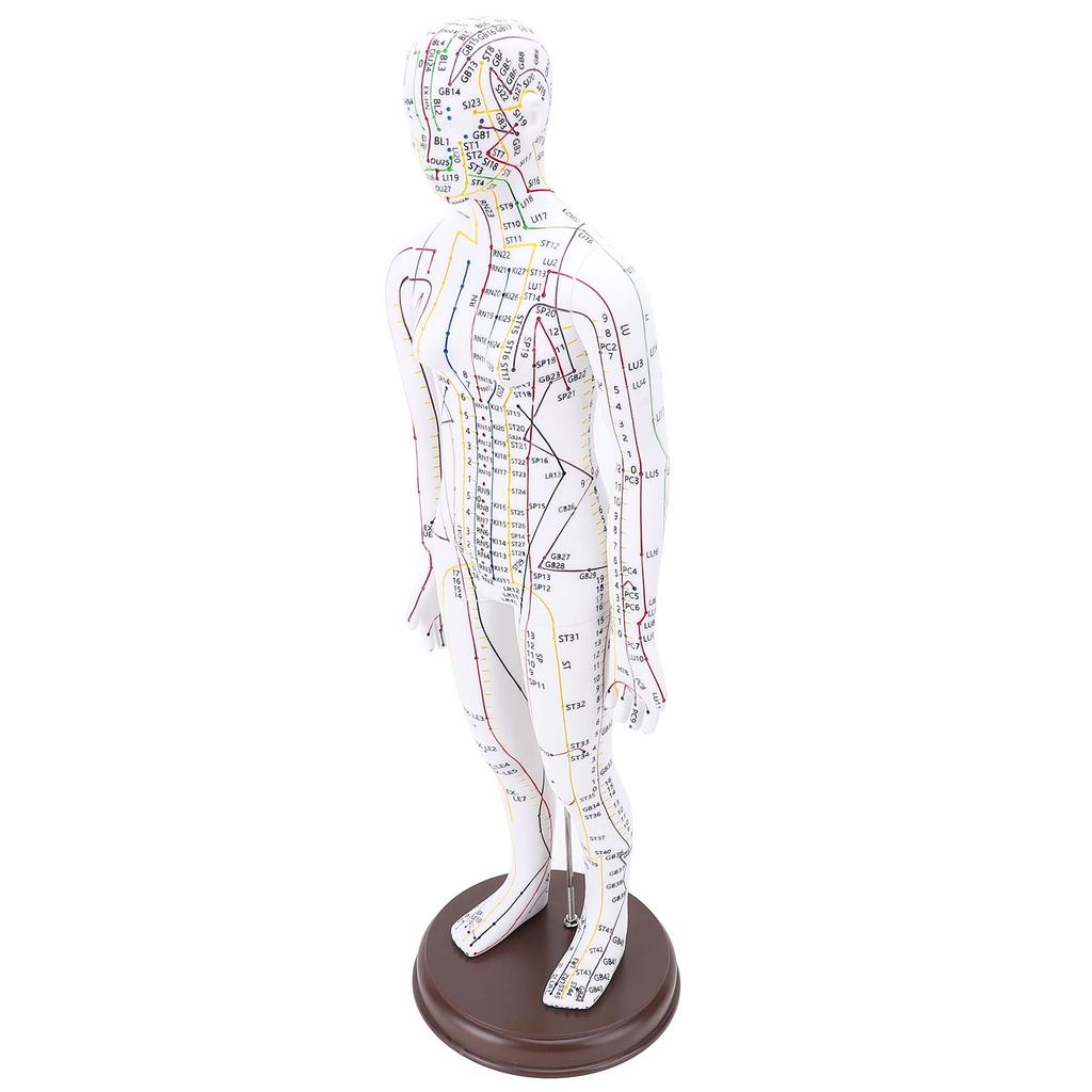 52cm Akupunkturní model Model lidského těla Model akupunktury celého těla se základnou pro studentskou výuku