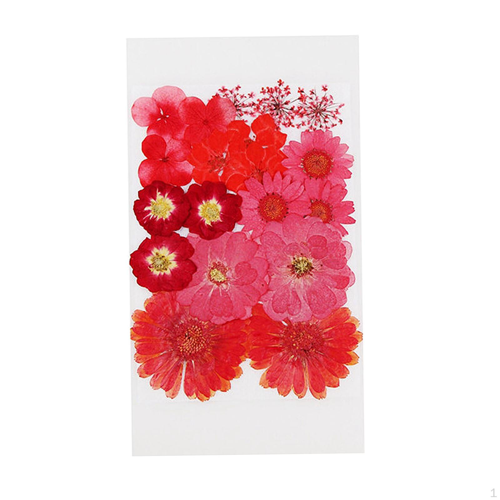 

Сухие цветы украшения DIY изготовление открыток ювелирные изделия ручной работы изделия из смолы искусство скрапбукинга Red 19Pcs