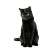 T417#Lovely Cat Persian Cat British Shorthair Animal Wall Sticker Bathroom Toilet Decor Living Room Cabinet Refrigerator Decals