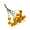 Dried Craspedia (Craspedia Natural) - Yellow - Bouquet 16pcs