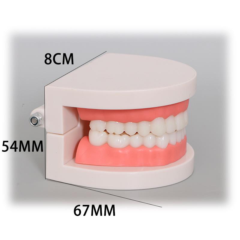 Прозора Знімна Повна Модель Щелепи з М'якими Яснами та Зубами для Підготовки до Імплантації