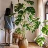 White Variegated Monstera Faux Tree - Large, Potted, Light Luxury Decor for Living Room
