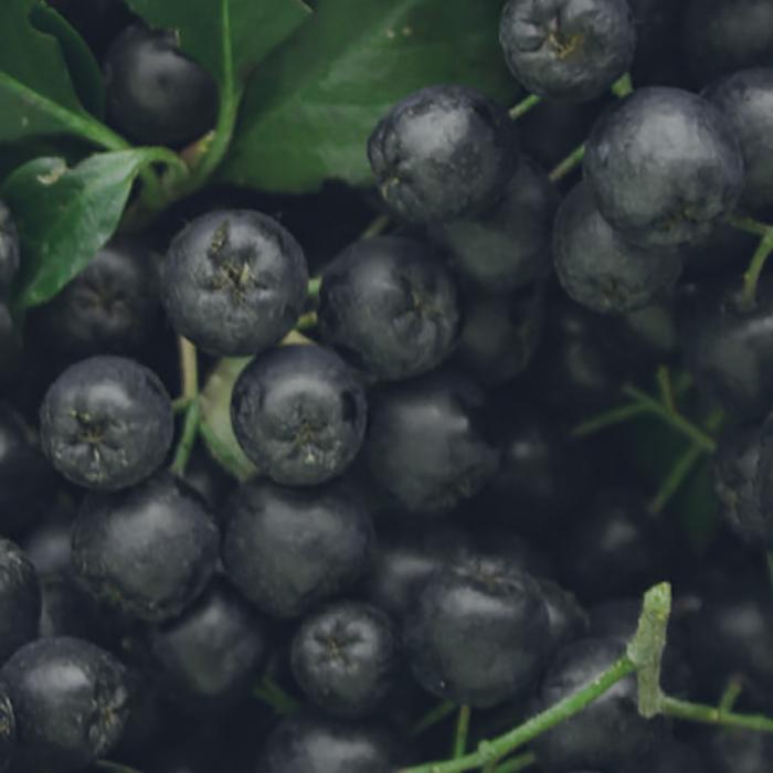 Rodinia Goddess Therapy Ampoule Firming – Lifting & Elasticity Care for Smooth & Youthful Looking Skin, Korean