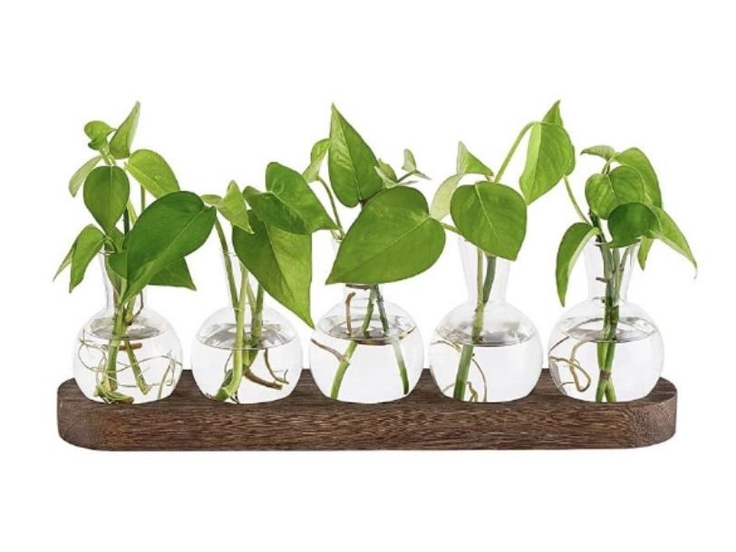 Hydroponic Glass Vase with Wooden Base - Desktop and Living Room Green Radish Ornament
