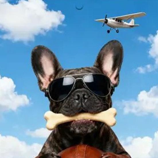 Französische Bulldogge Kalender 2026 Januar 2026 - Dezember 2026 12 Monatskalender Lustiger Frenchie Wandplaner für Zuhause Büro