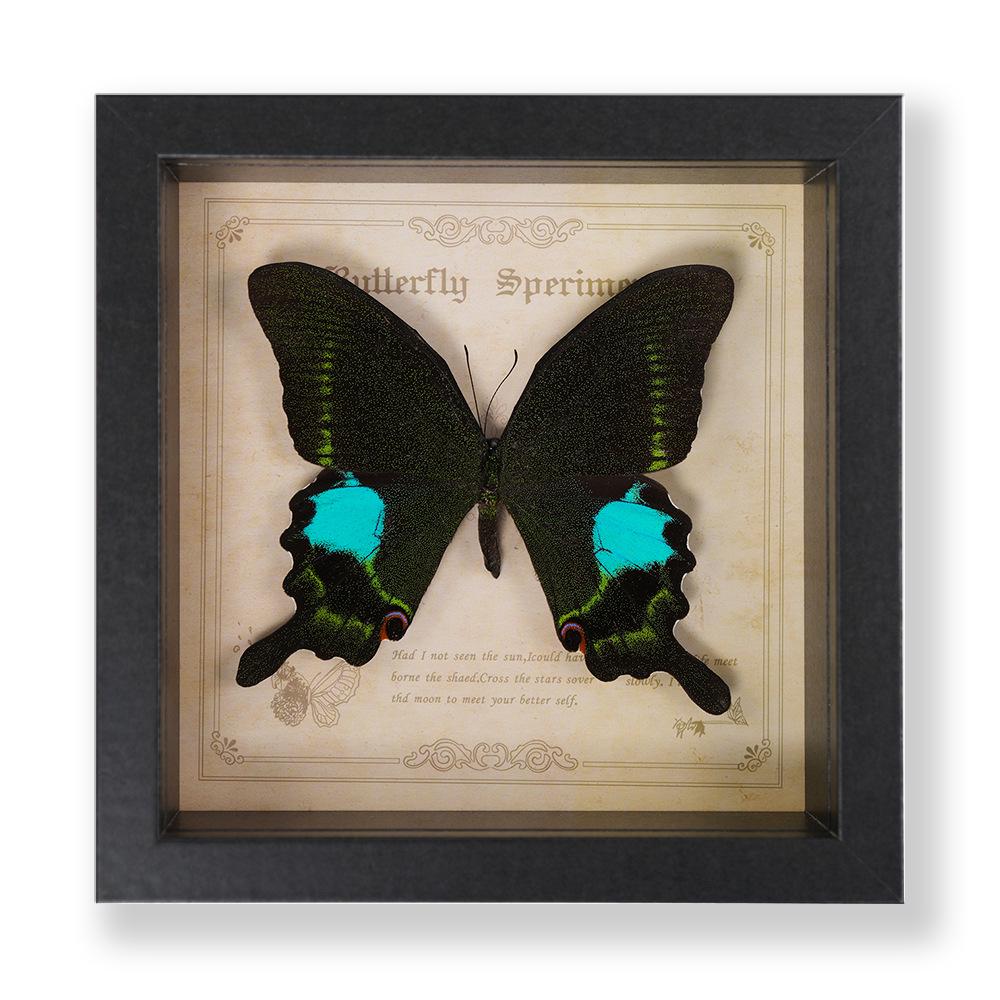 Green Banded Swallowtail Butterfly Specimen Decorative Painting - Real Insect for Display