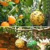 Cross-Border Insect-Attracting Sticky Ball for Citrus and Melon Fruit Trees