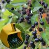 Greblă de afine cu mâner, greblă portabilă pentru fructe de pădure, instrument de cules fructe de pădure cu design de pieptene pentru recoltarea blândă a afinelor, afine roșii