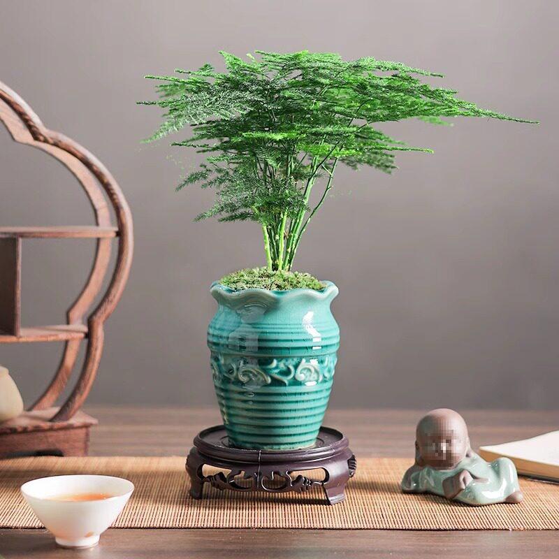 Asparagus Fern Indoor Bonsai: Easy-Care Evergreen for Home or Office Decor.