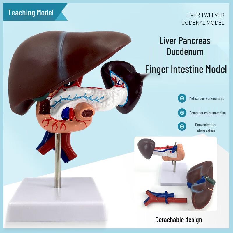 Highly Detailed Liver, Pancreas, and Duodenum Anatomical Model печёночный