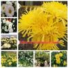 Edible Chrysanthemum Seeds for Tea - Golden Silk, Royal Huangshan Tribute, Hangzhou White Varieties, Year-Round Blooming.