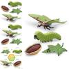 Luna Stunning Pvc Moth Life Cycle Model Set With Four Realistic Insect Figures