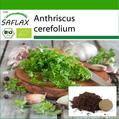 Organic - Chervil - 800 Seeds - With Potting Substrate for Better Cultivation - Anthriscus Cerefolium