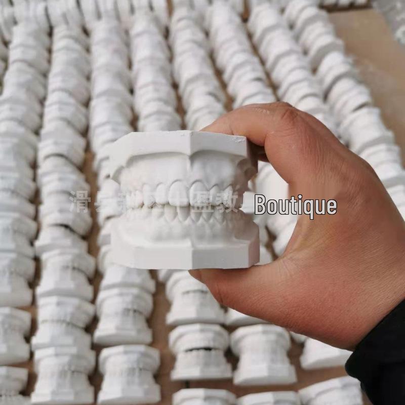 Dental Plaster Tooth Model - Standard Jaw, No Teeth, Includes Replacement Tooth, Free Shipping Available White Plaster Model with Teeth