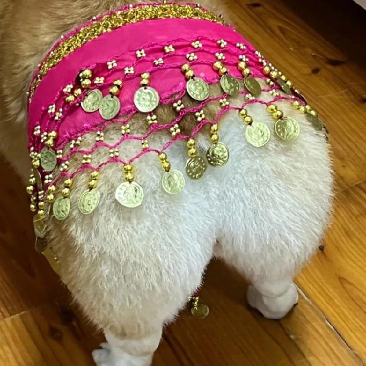 Glittering Corgy Party Belly Dance Skirt Sparkling Sequined Belly Dancing Costume Adjustable Belly Dance Dog Costume