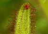 SAFLAX African Sundew - 200 Seeds - With Potting Substrate for Better Cultivation - Drosera Capensis