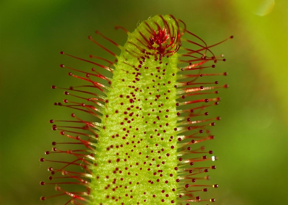 SAFLAX African Sundew - 200 Seeds - With Potting Substrate for Better Cultivation - Drosera Capensis