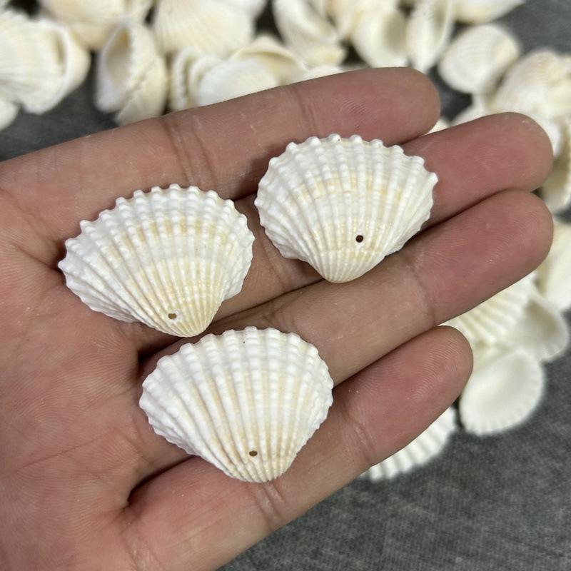 

Handmade Natural Conch Shells for DIY Wind Chimes, Headwear, Necklaces, and Wall Handicrafts Activities