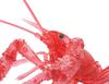 Free Research Series 24 Living Creatures Edition American Crayfish Plastic Model No. EX-4 (Clear Red)