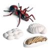 Oenux Simulation Luna Moth Salmon Butterfly Ants Life Growth Cycle Animals Model Action Figures Educational Miniature Kids Toy