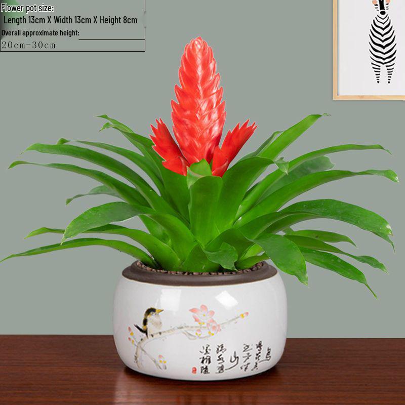 Jade Fan: Indoor Easy-Care Green Plant for Wealth & Blooms
