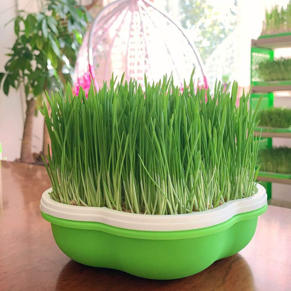 

Seed Sprouter Tray with Lid, Dirt Free Way and Portable Capacity Sprouter, BPA Free, Green (2 PCS)
