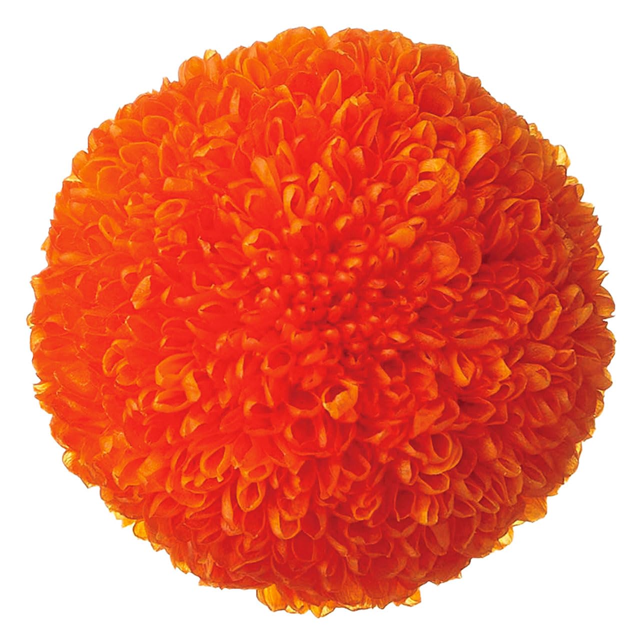 

Daichi Farm Preserved Pompon Chrysanthemums, Midi, Approx. 3.2-4cm Diameter, Pack of 9, DO002646-350