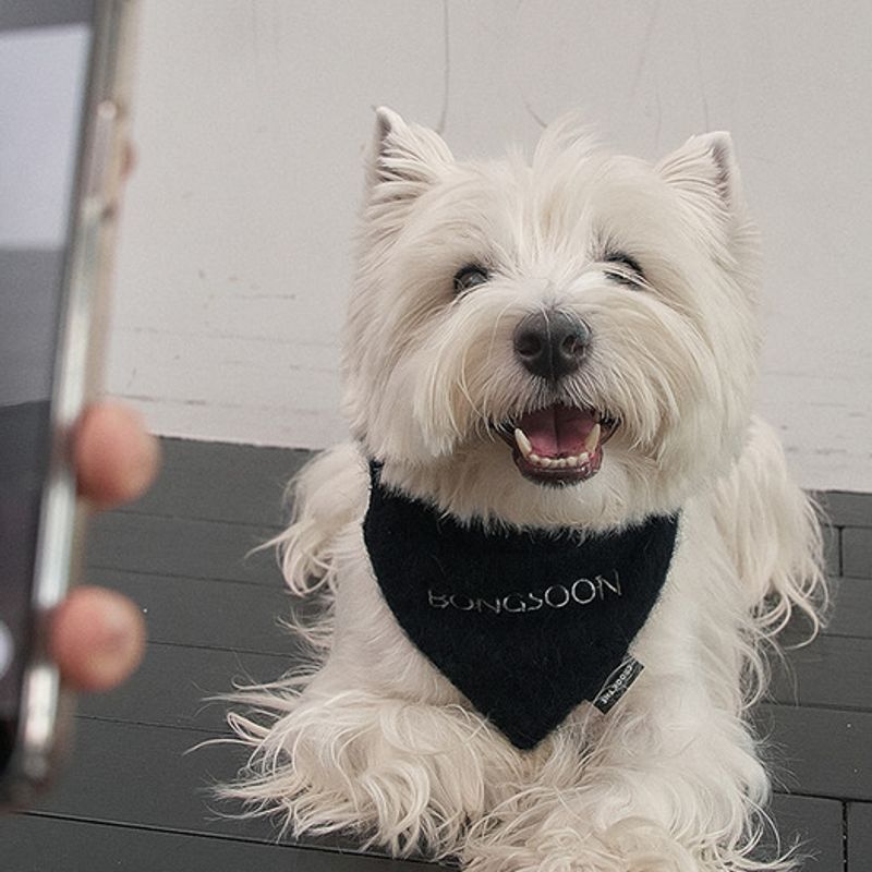 CROOKTHECHIHUAHUA Wool Lettering Bandana (6 color)