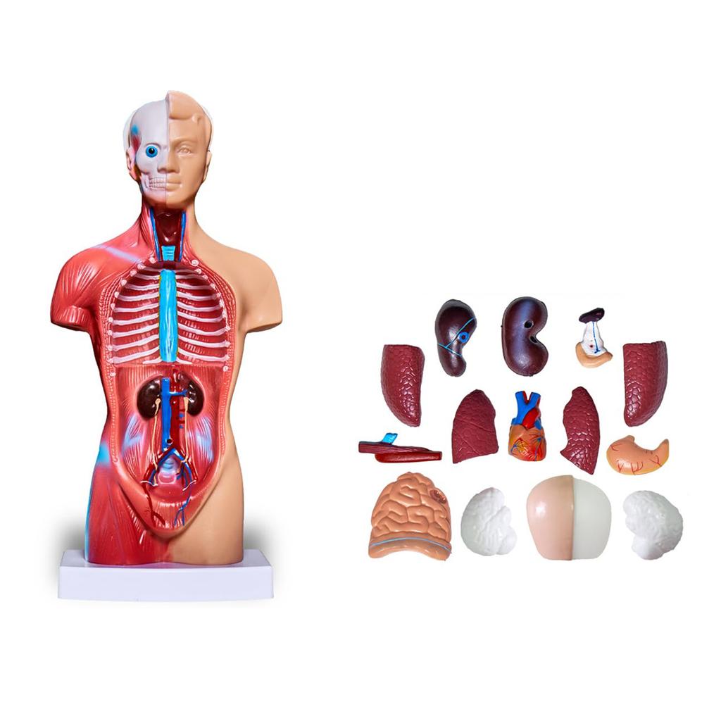 Human Body Model Kit 26CM Detachable Torso 45CM Skeleton Model Heart Anatomical Kit for Medical Teaching