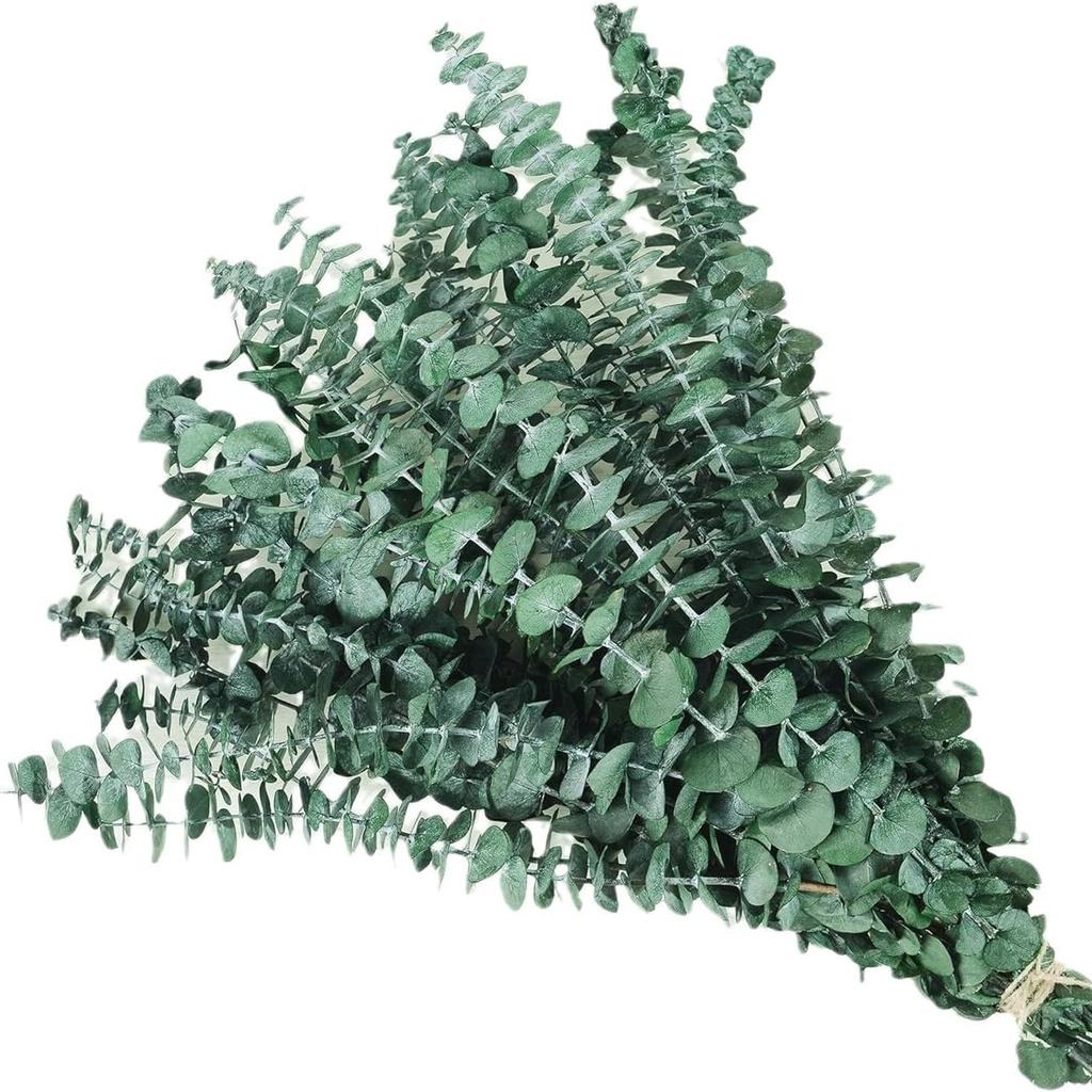 20 Pcs Preserved Dried Eucalyptus Stems, 17" Natural Fresh Eucalyptus Branches,Real Plant for Vase Filler, Dried Flowers Arrangement