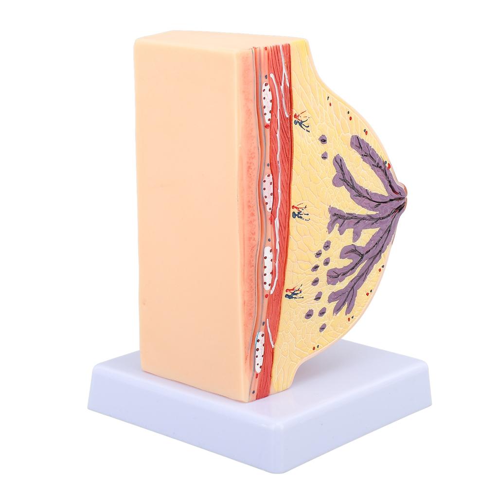 Human Female Anatomical Chest Model PVC Quiescent Chest Anatomy Model for Display Medicine Teaching