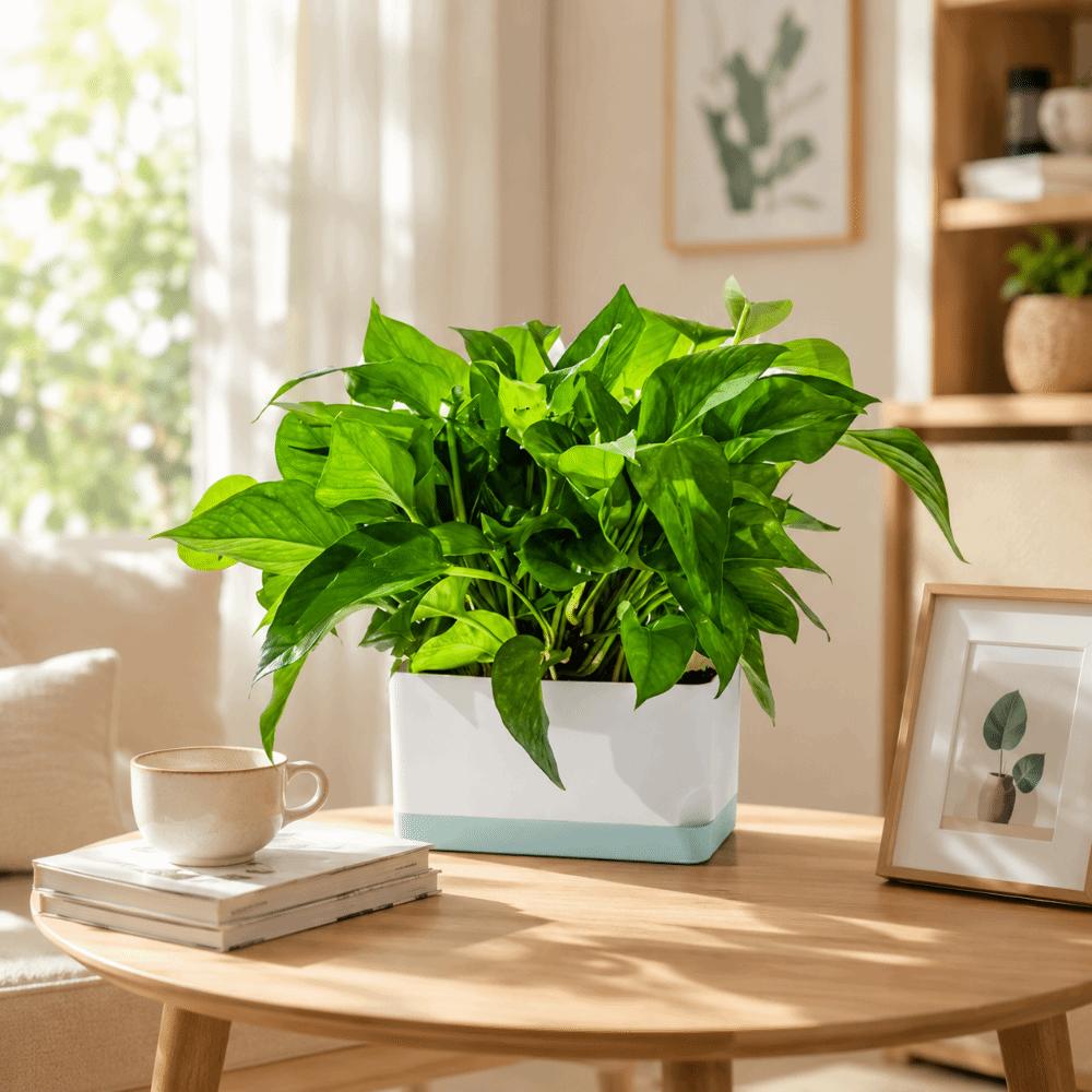 Square Shape Self Watering Plant Pots 2-Layer Design Drainage Hole Flower Planters Plastic Patchwork Lazy Flowerpot Indoor