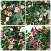 Plastic Silk Artificial Rose Vine 4 Colors Wall Decor Rattan  Home Decoration