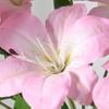 Artificial Lily Flower with 3 Heads Full Blooms Real Touch Fake Lily Flower