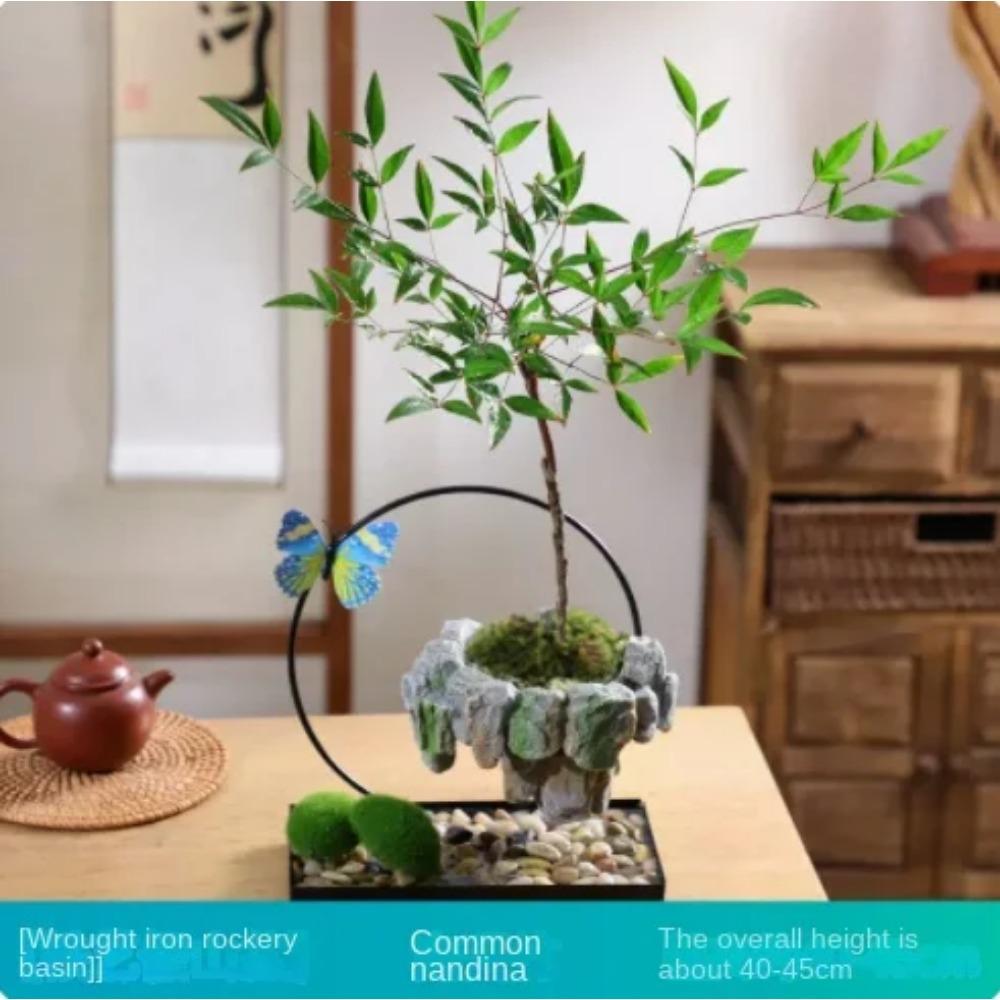 Facai Tree Nantianzhu Mizhu Bryophyte Green Plants Potted In the Living Room Office Small Leaf Rosewood Potted Landscape